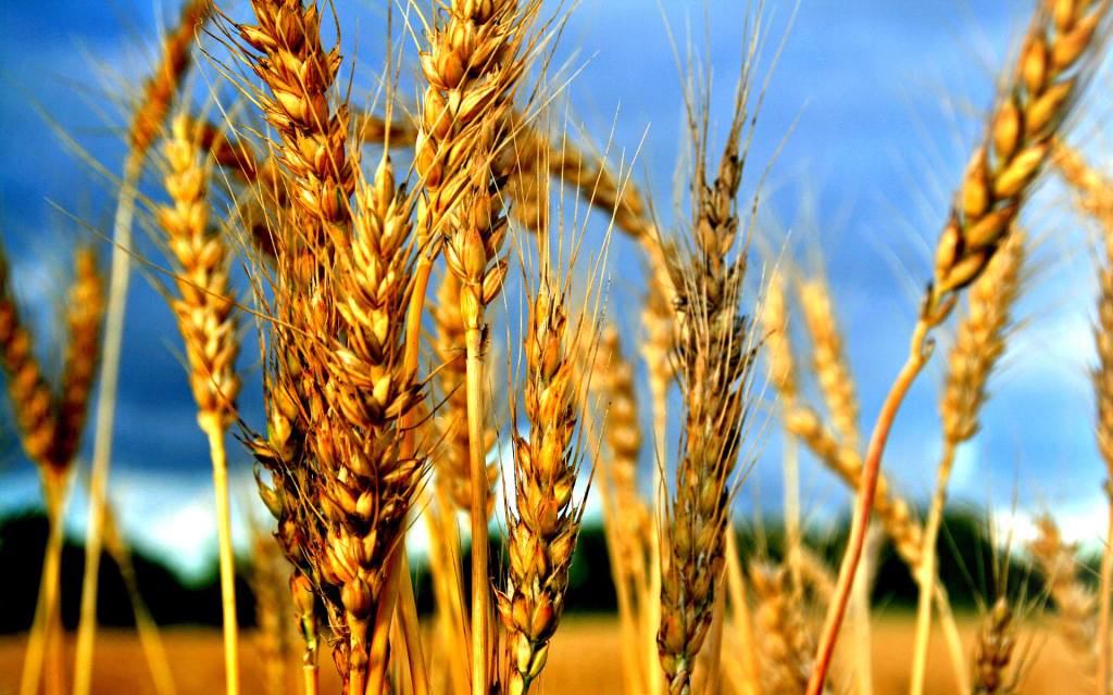 Домашняя брага из пшеницы для самогона